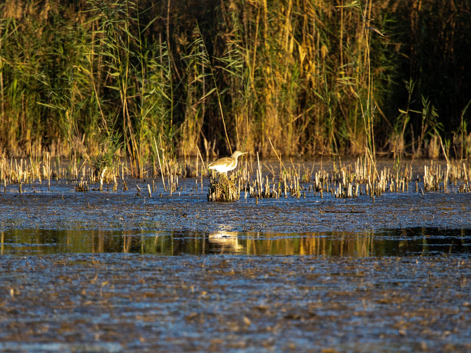 Birdwatching Shots