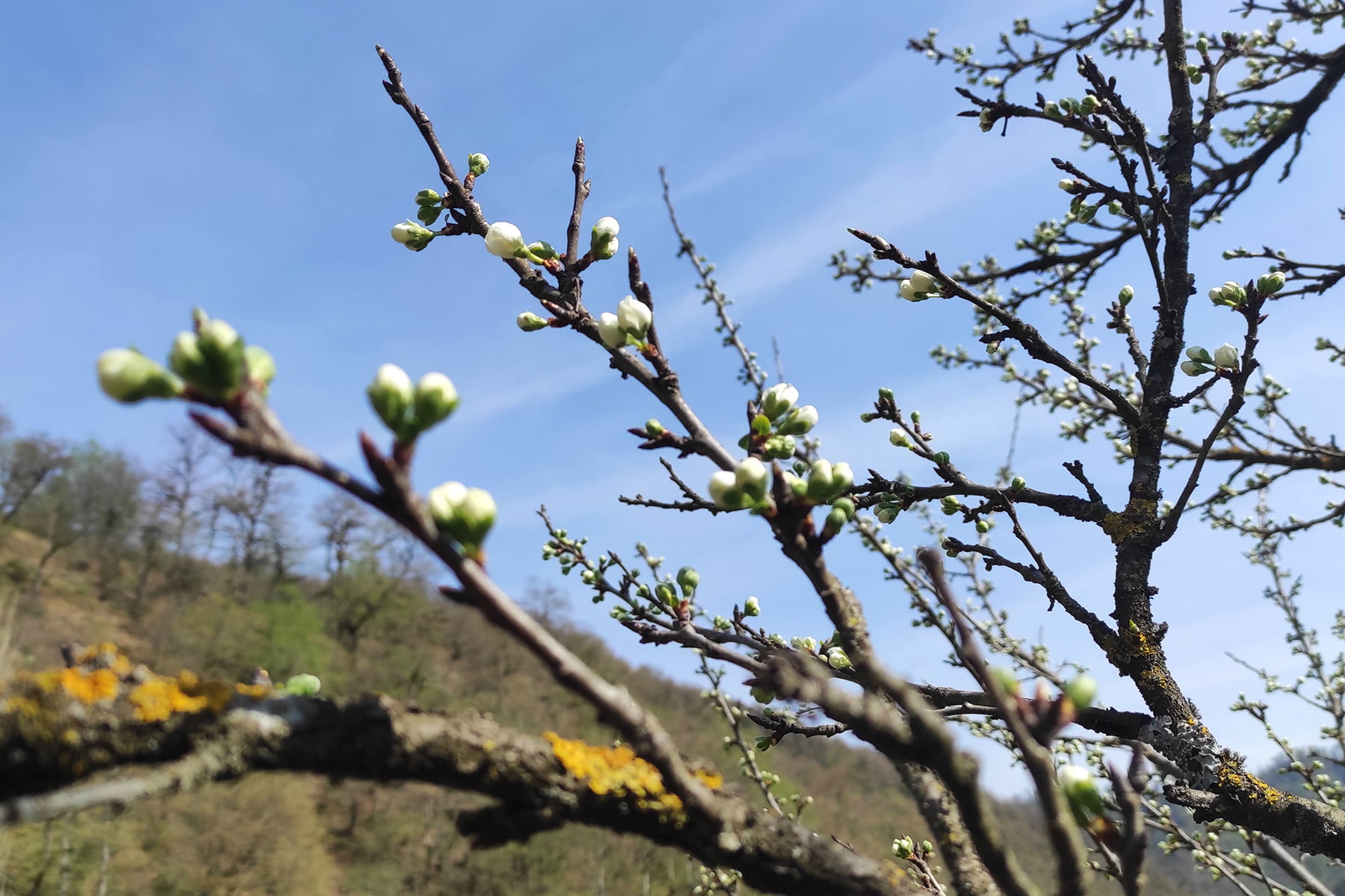 Capturing Spring’s Essence in Lerik