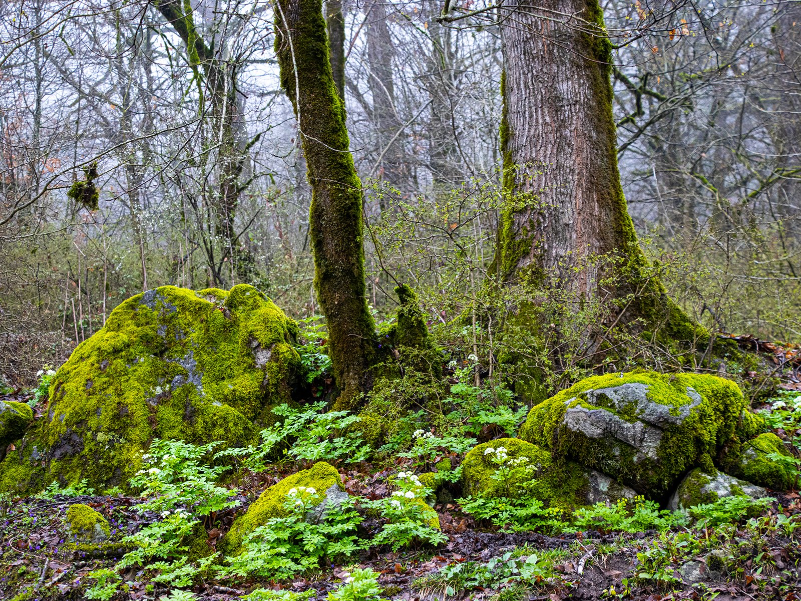A Novruz Journey to Hirkan National Park’s Heart