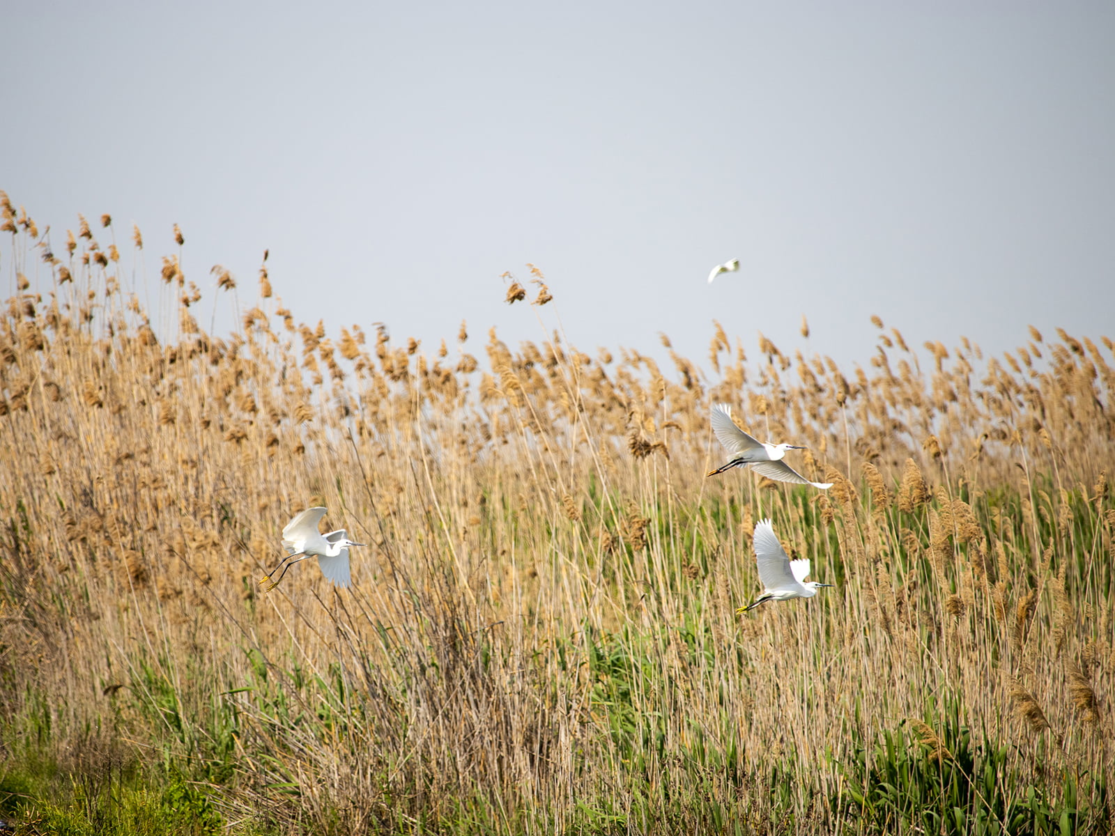 Wildlife Safari – Discovering the Diversity of Gizil Aghaj’s Fauna