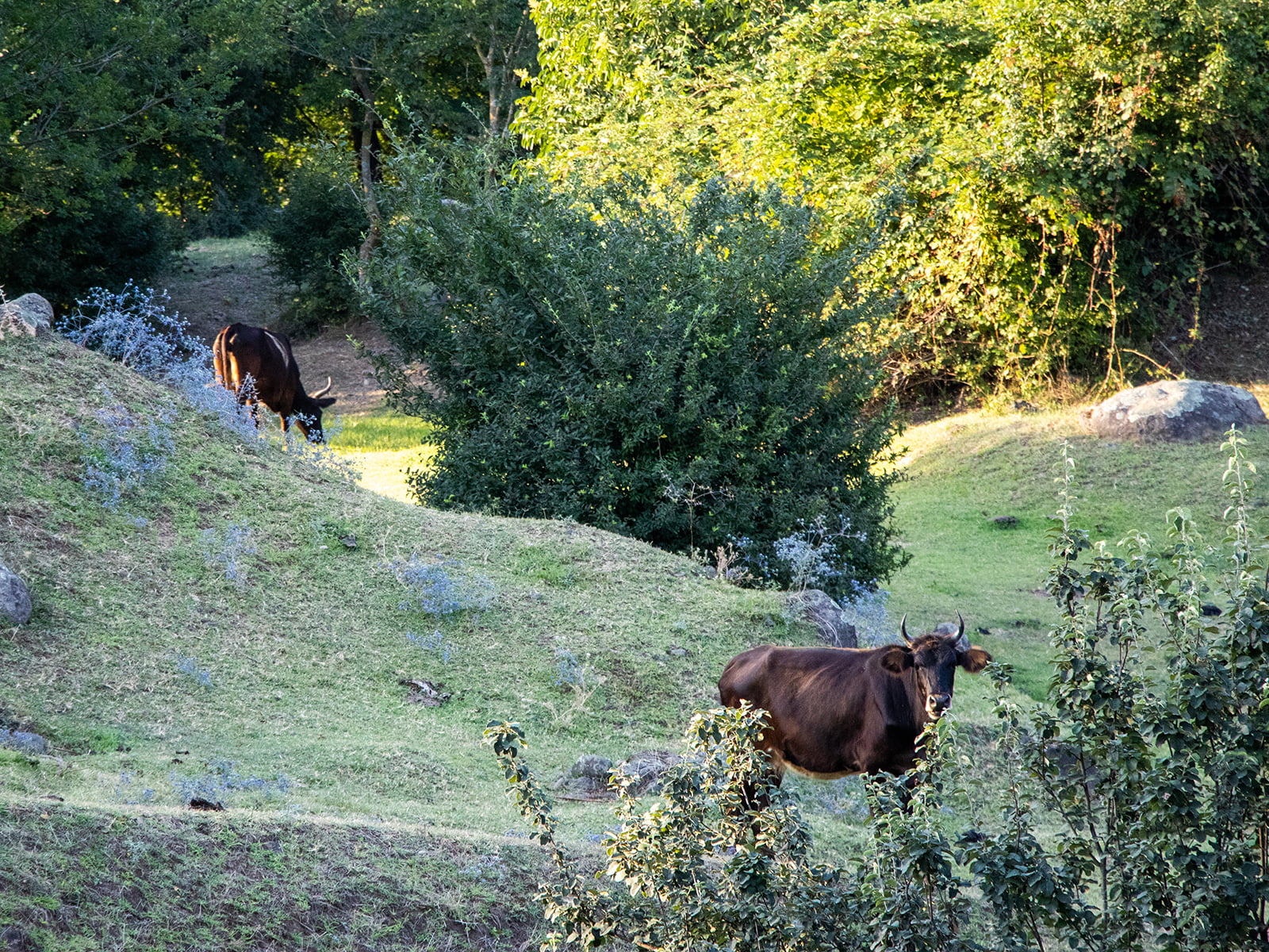 Capturing the Essence of Dashtatuk in the Talysh Mountains